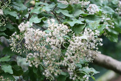 Vernonia arborea